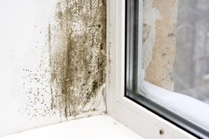 Mold Assessment